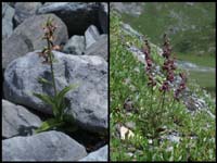 171Epipactis-atrorubens2