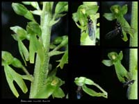 175Listera-ovata