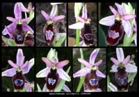 224Ophrys-aurelia11