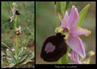 225Ophrys-magniflora3