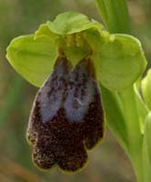 230Ophrys-bilunulata3