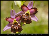 239Ophrys-pseudoscolopaxl2