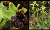 241Ophrys-bombyliflora2
