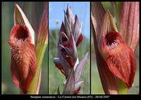 266Serapias-vomeracea6