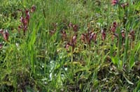 267Serapias lingua Mandelieu 170407 (2)