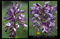 37 Orchis militaris5