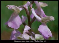 60 Anacamptis-morio-Wallers-Trelon-040508-(11)