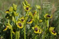 73-Ophrys-lutea-Névian-280409-(40)