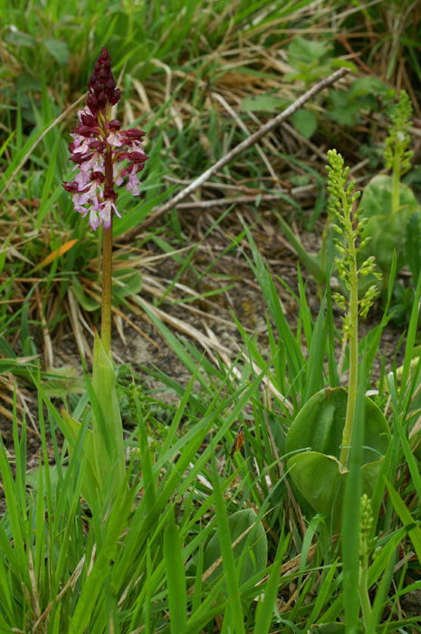 Orchis purpurea & Listera ovata