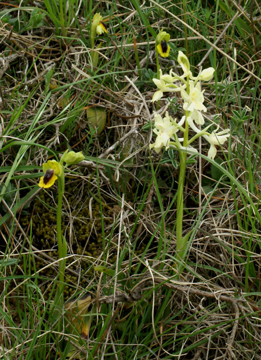 Avec Orchis lutea ; Bugarach (Aude) , 650 m , 23/04/2006