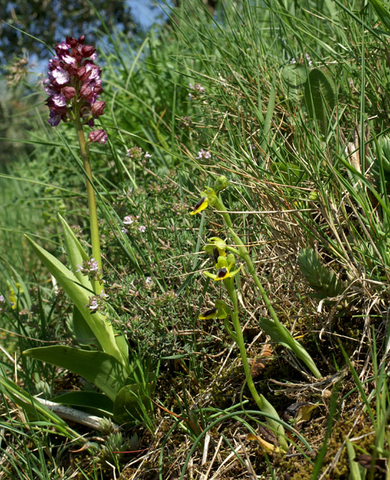 Avec Orchis purpurea ;  Lagrasse (Aude) , 140 m , 25/04/2006