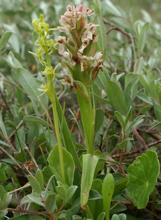 avec Dactylorhiza incarnata