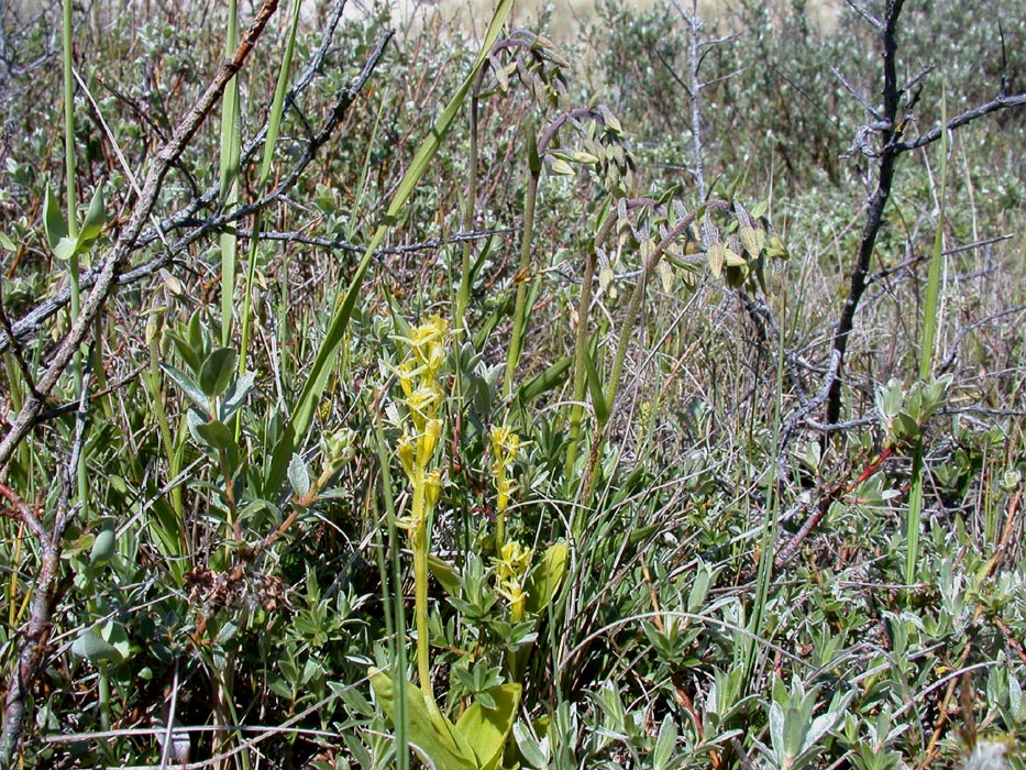 Liparis loeselii & Epipactis palustris