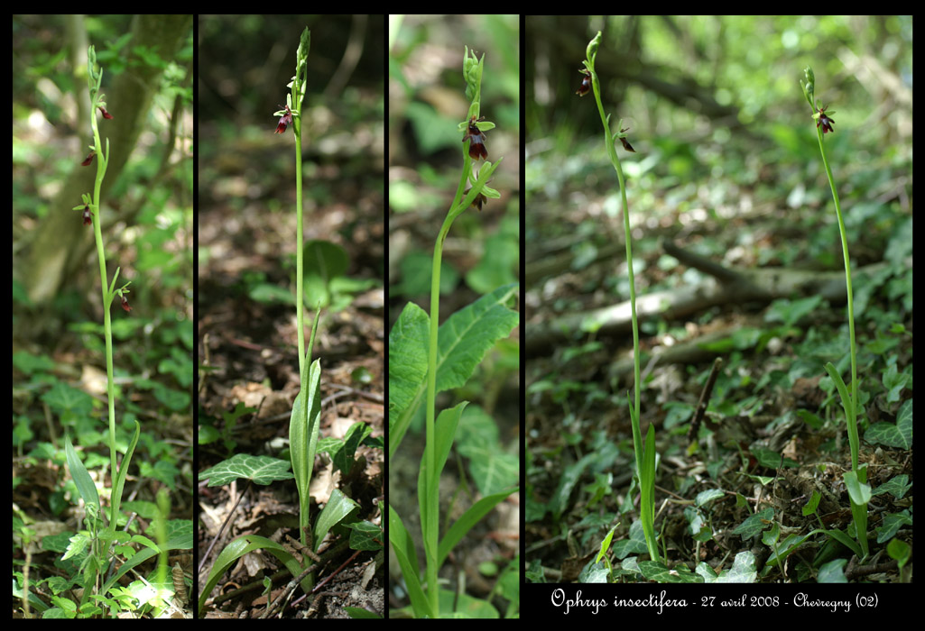 Ophrys insectifera3