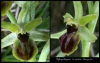Ophrys litigiosa3