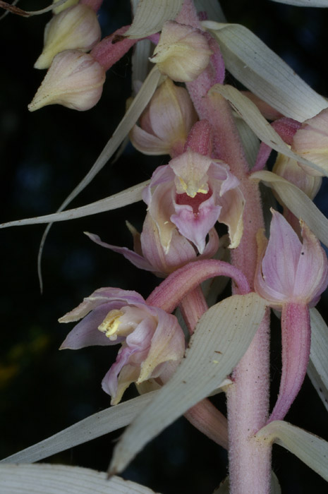 Epipactis helleborine saprophyte Rieulay  150707 (7)