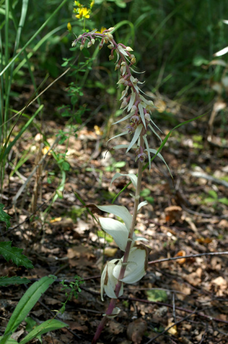 Epipactis helleborine saprophyte Rieulay  150707