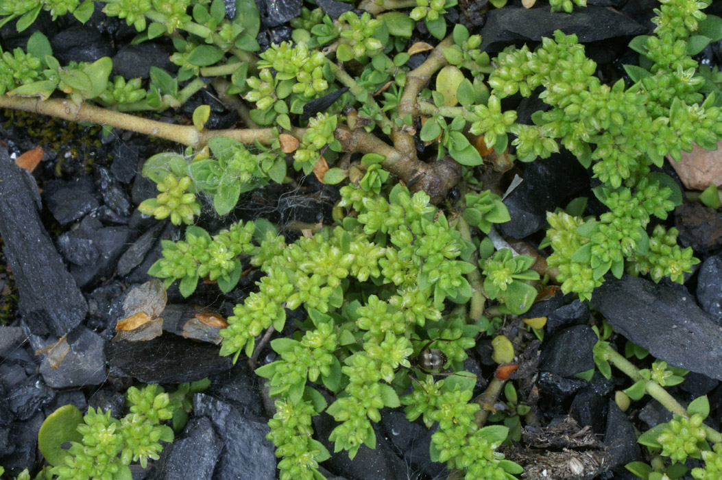 Herniaria glabra Rieulay  150707 (51)