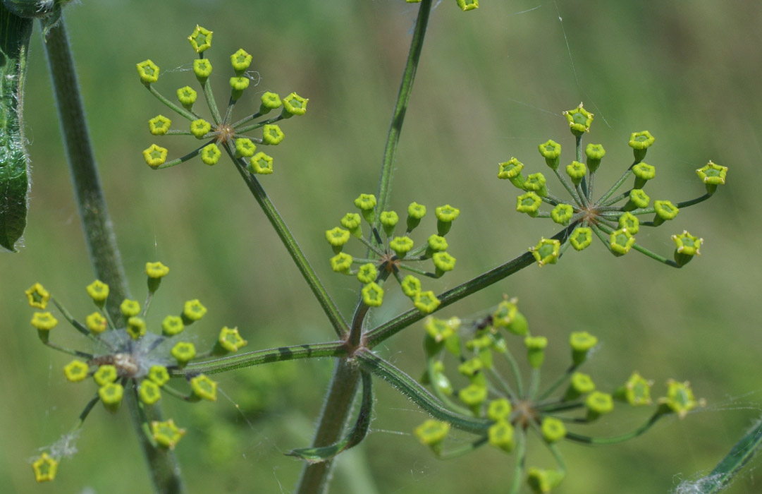 Pastinaca sativa Rieulay  150707 (62)