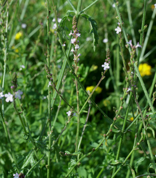 Verbena officinalis Rieulay  150707 (54)