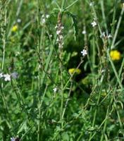Verbena officinalis Rieulay  150707 (54)