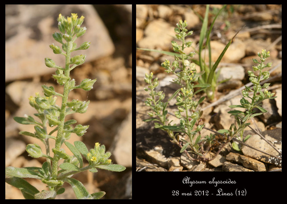 Alyssum-alyssoides2