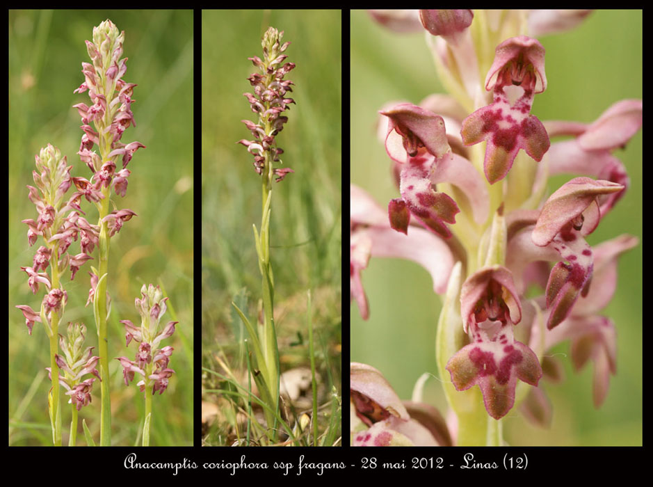 Anacamptis-coriophora-ssp-fragans