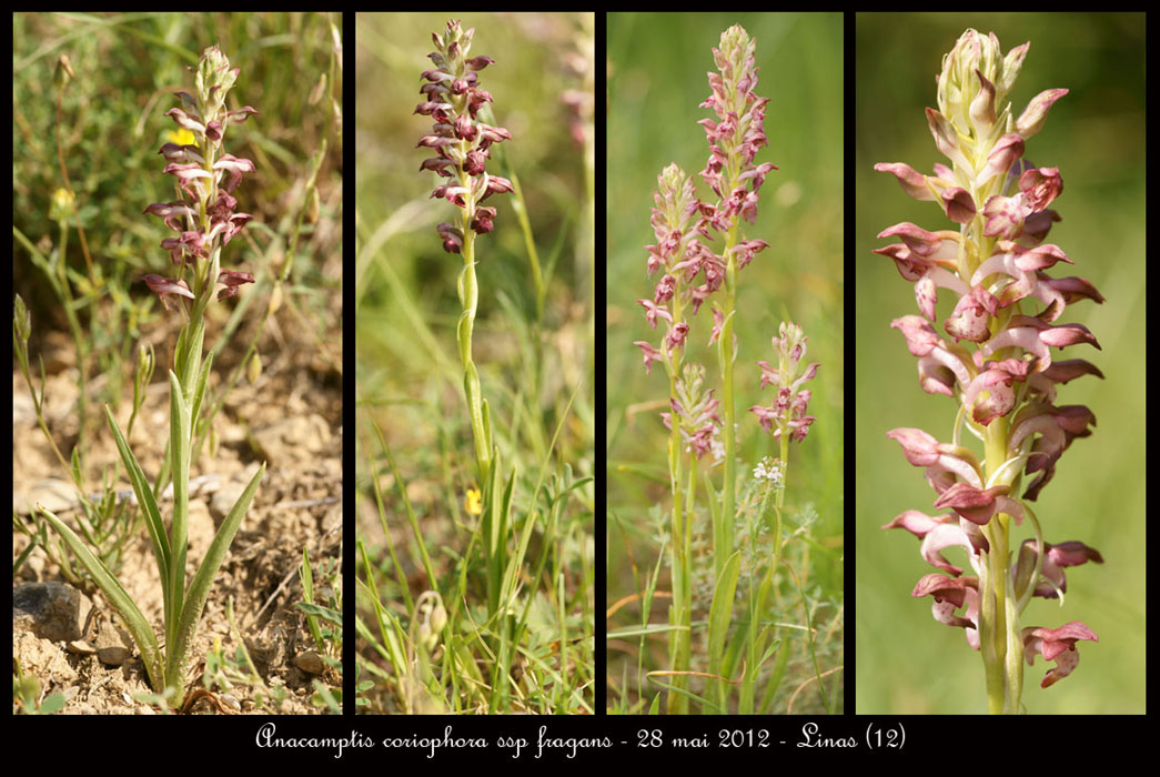 Anacamptis-coriophora-ssp-fragans4