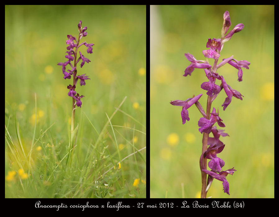 Anacamptis-coriophora-x-laxiflora