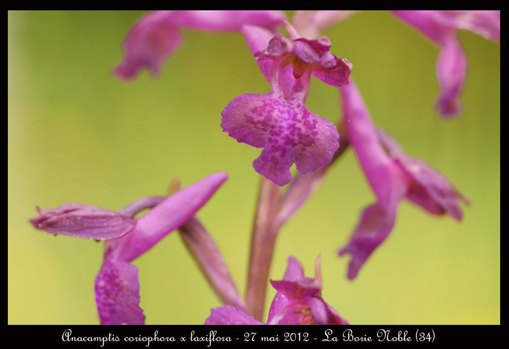 Anacamptis-coriophora-x-laxiflora2