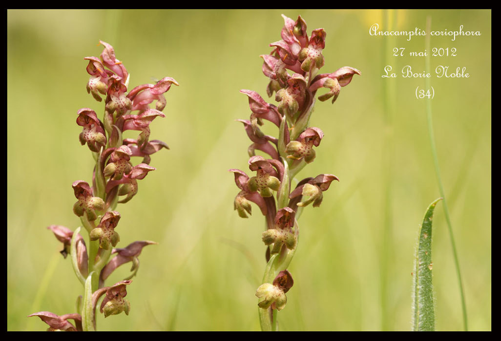 Anacamptis-coriophora