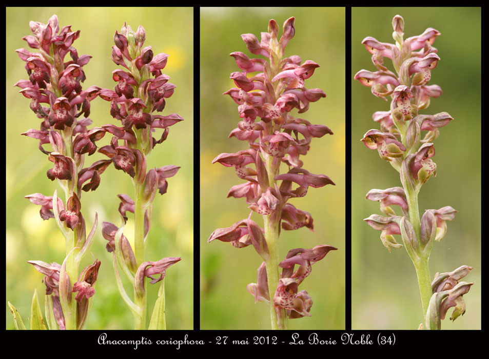 Anacamptis-coriophora5