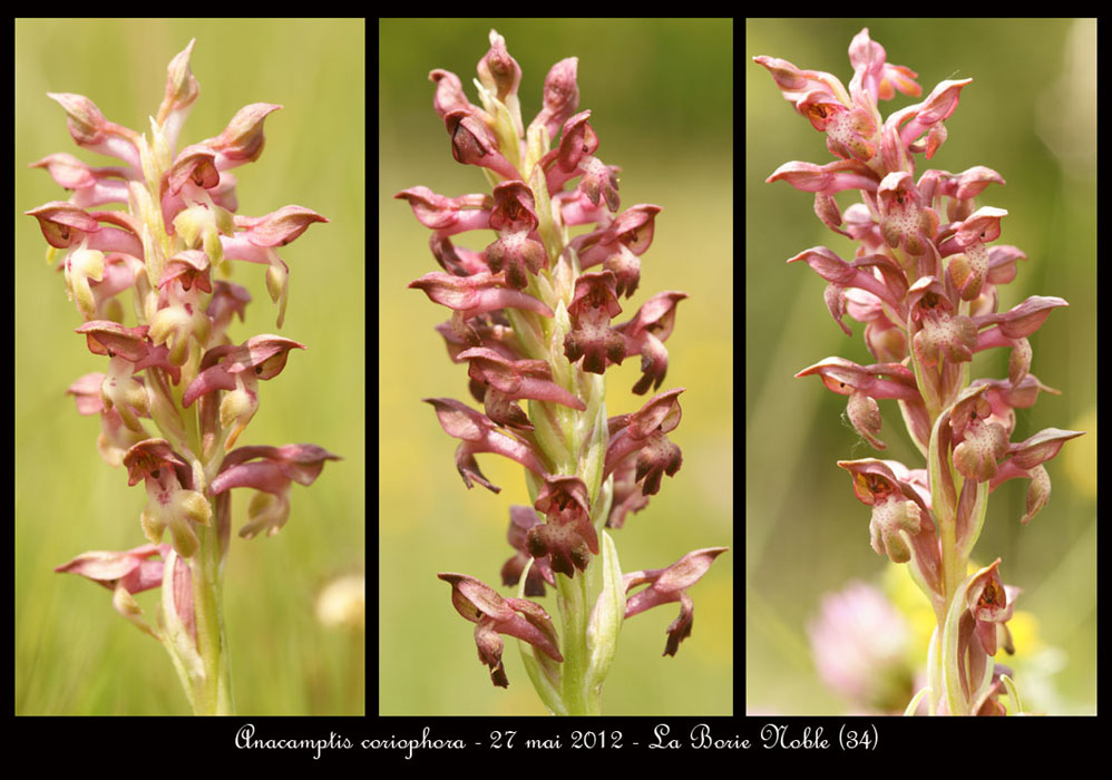 Anacamptis-coriophora6