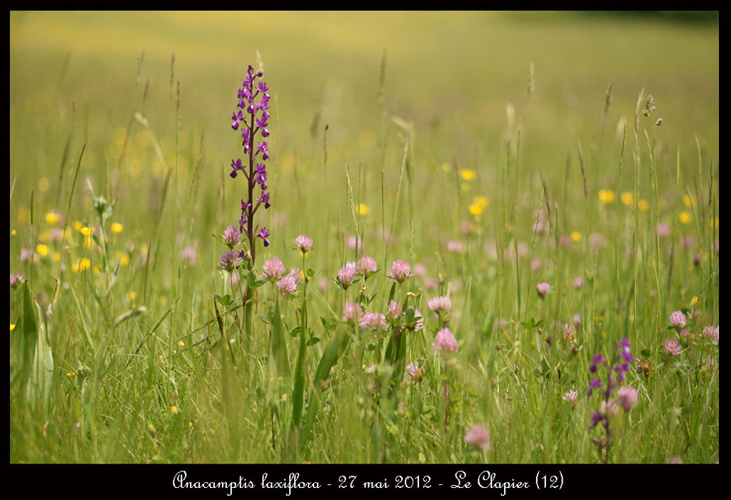 Anacamptis-laxiflora---27-mai-2012---Le-Clapier-(12)