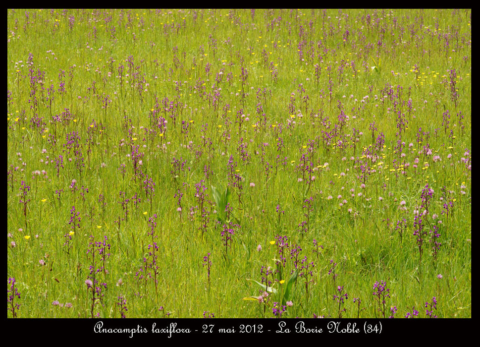 Anacamptis-laxiflora