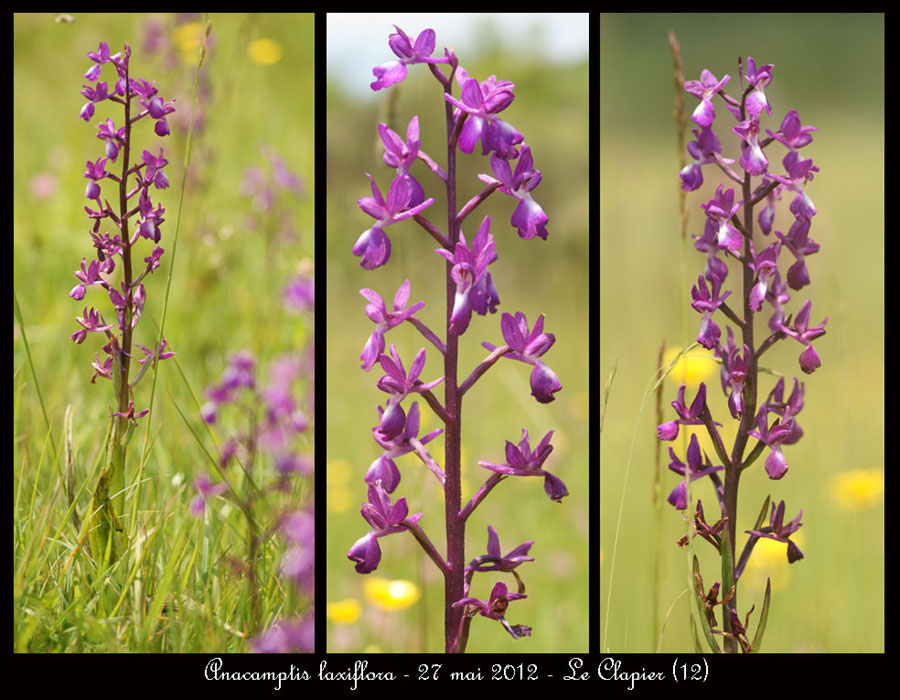 Anacamptis-laxiflora4