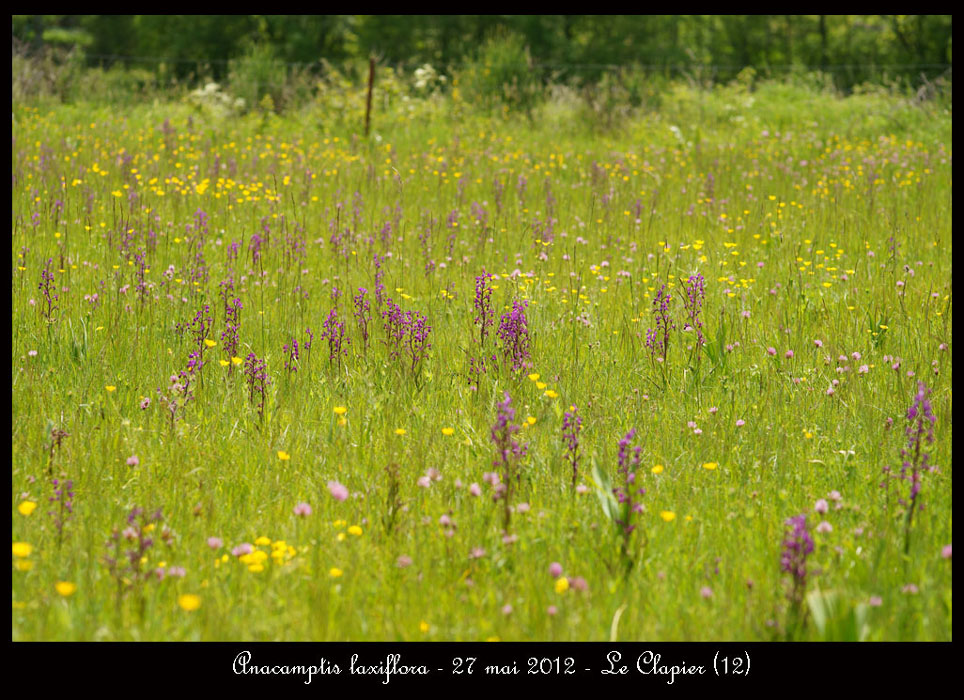 Anacamptis-laxiflora6