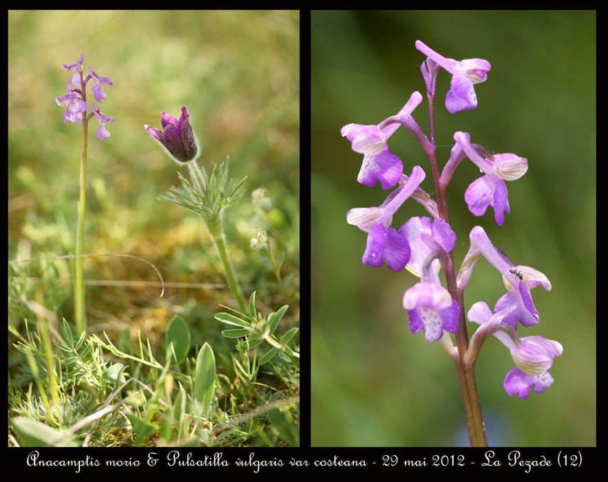 Anacamptis-morio-&-Pulsatilla-vulgaris-var-costeana