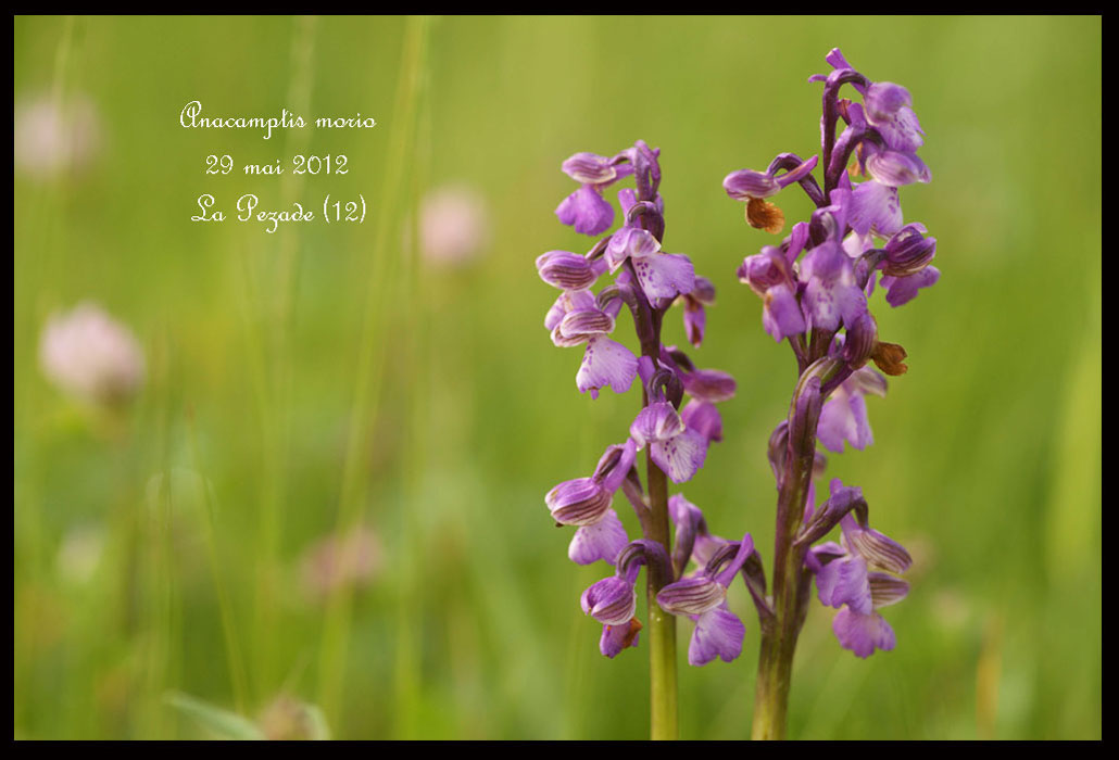 Anacamptis-morio