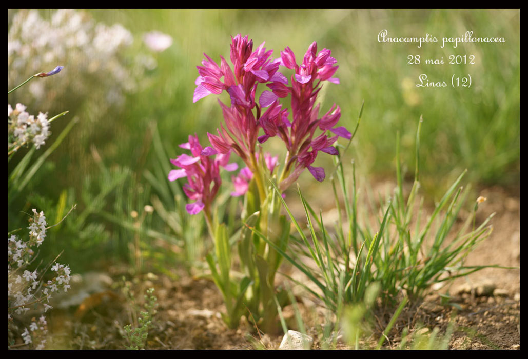 Anacamptis-papillonacea3