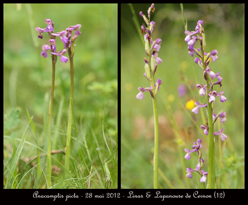 Anacamptis-picta