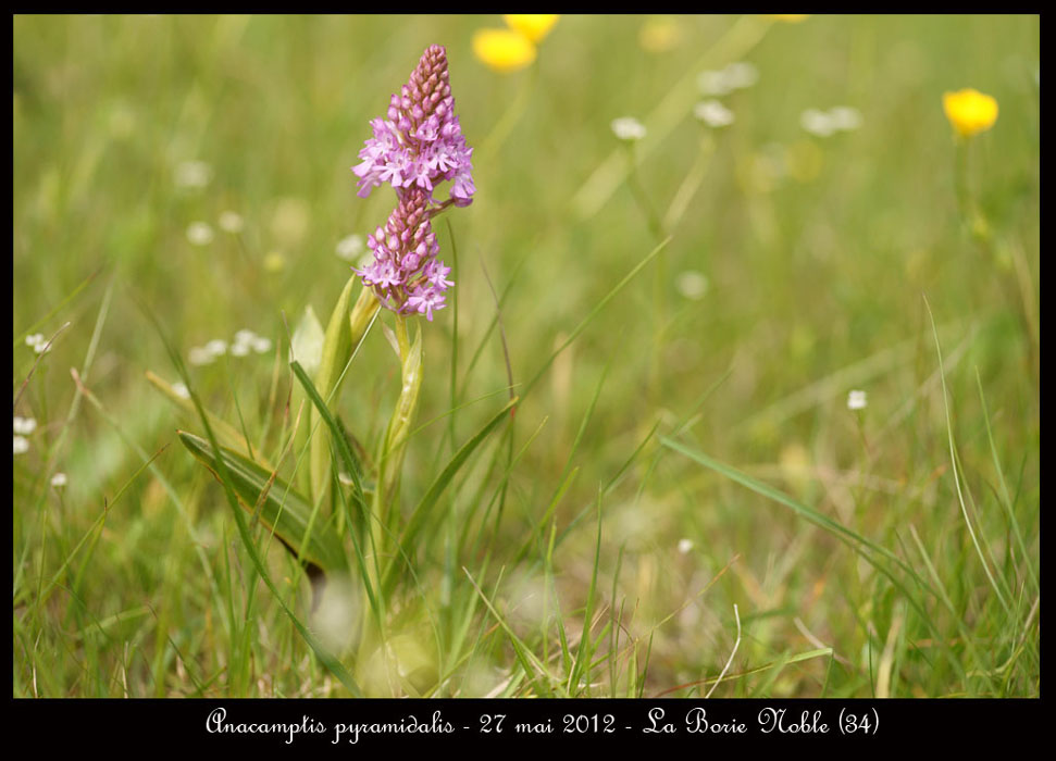 Anacamptis-pyramidalis