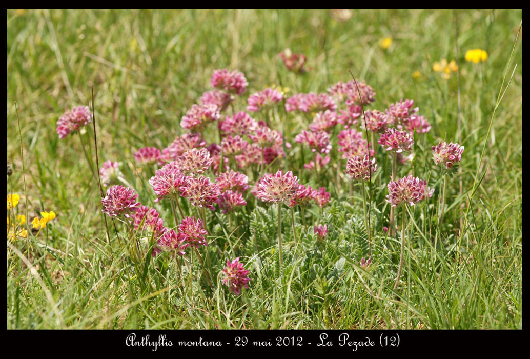 Anthyllis-montana