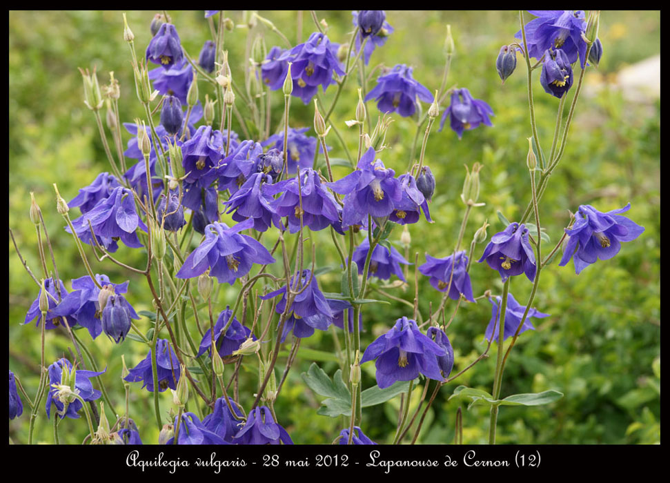 Aquilegia-vulgaris