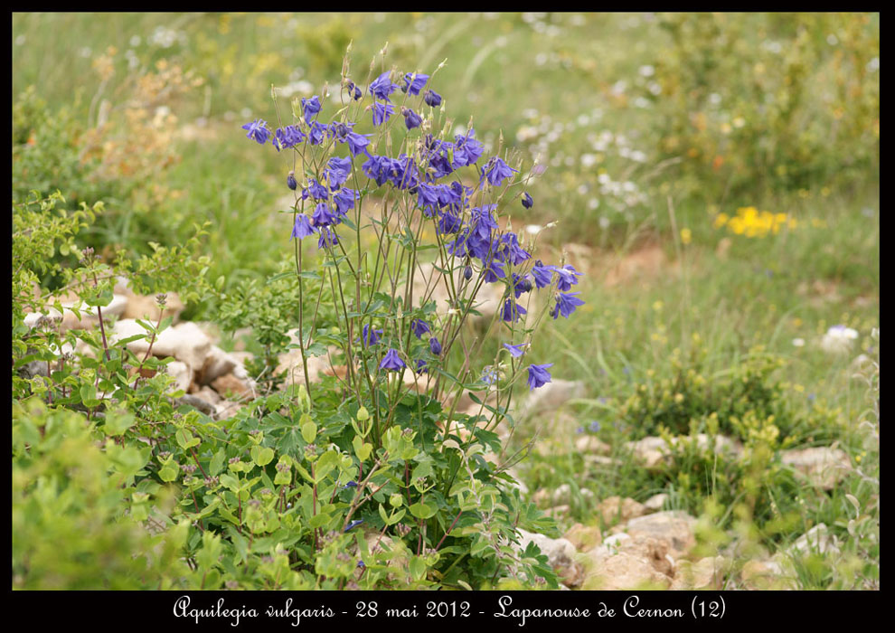 Aquilegia-vulgaris2