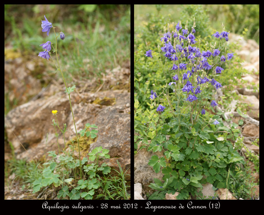 Aquilegia-vulgaris3