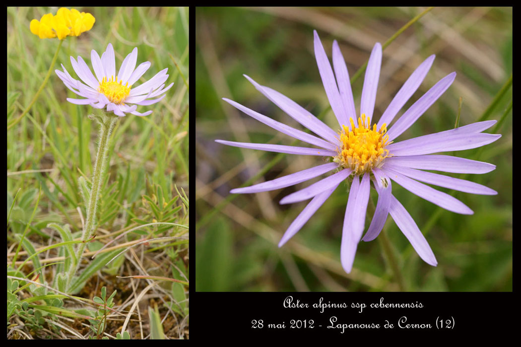 Aster-alpinus-ssp-cebennensis