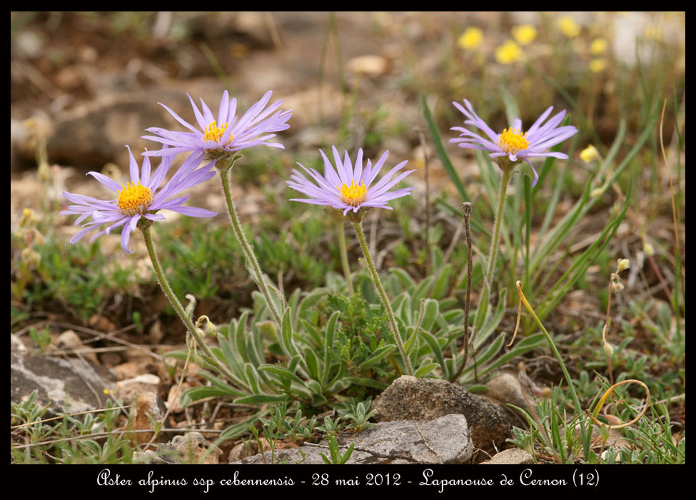 Aster-alpinus-ssp-cebennensis2