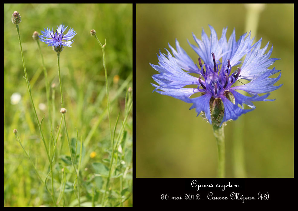 Centaurea-cyanus