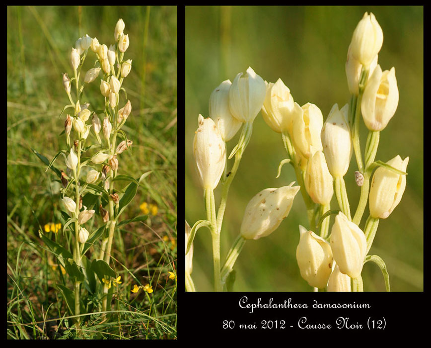 Cephalanthera-damasonium